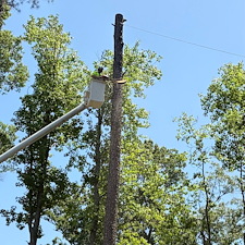 Multiple-Tree-Removals-in-Stevensville-MD 6